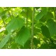Amurinvaahtera (Acer tegmentosum)